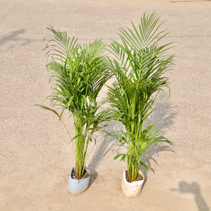 Buy Set of 2 - Areca Palm (2-3 Ft) in 6 Inch Nursery Bag Online | Urvann.com