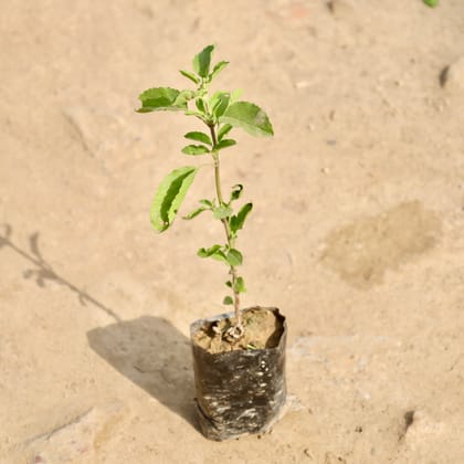 Buy Rama Tulsi in 3 Inch Nursery Bag Online | Urvann.com