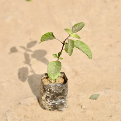Buy Shyama Tulsi in 3 Inch Nursery Bag Online | Urvann.com