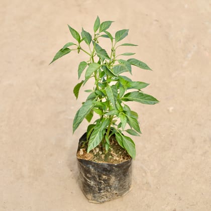 Buy Green Chilli in 4 Inch Nursery Bag Online | Urvann.com