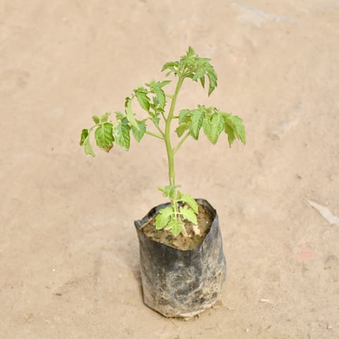 Tomato Plant in 4 Inch Nursery Bag