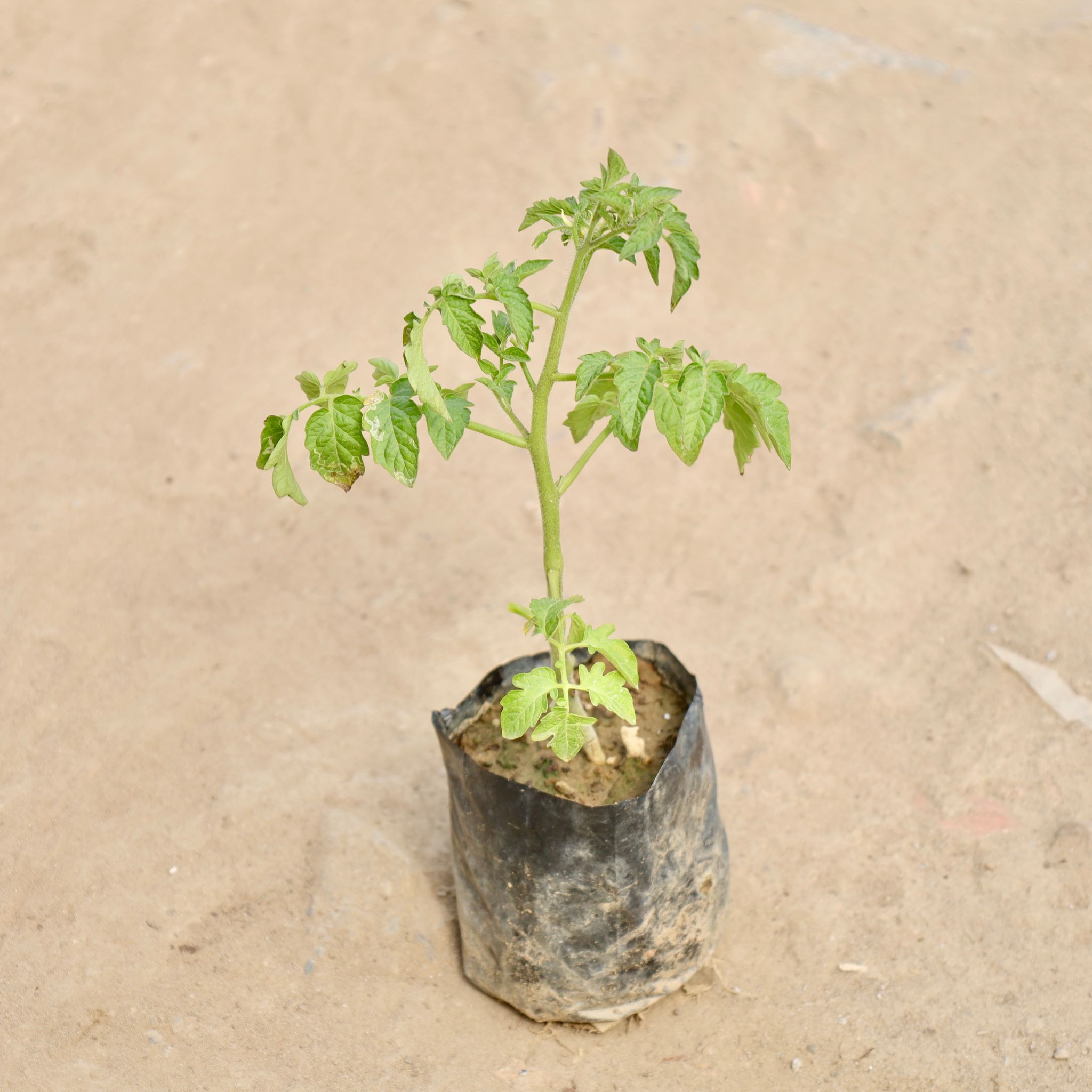 Tomato Plant in 4 Inch Nursery Bag
