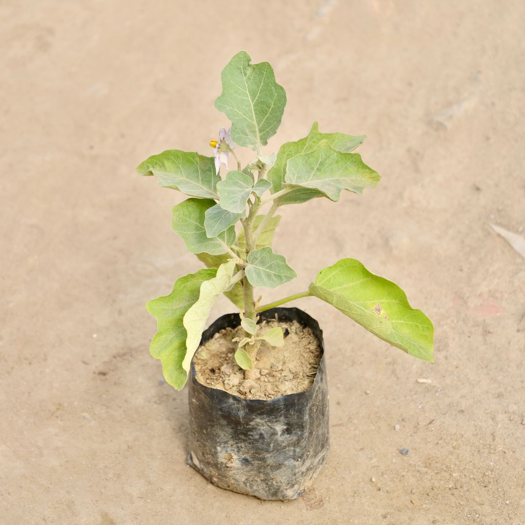 Brinjal / Baigan in 4 Inch Nursery Bag