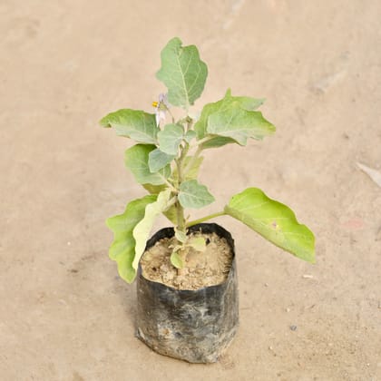Buy Brinjal / Baigan in 4 Inch Nursery Bag Online | Urvann.com