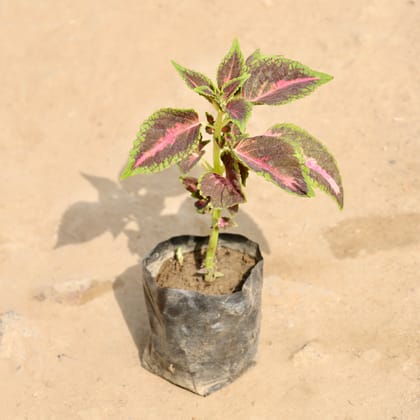Buy Coleus (Any Colour) in 4 Inch Nursery Bag Online | Urvann.com