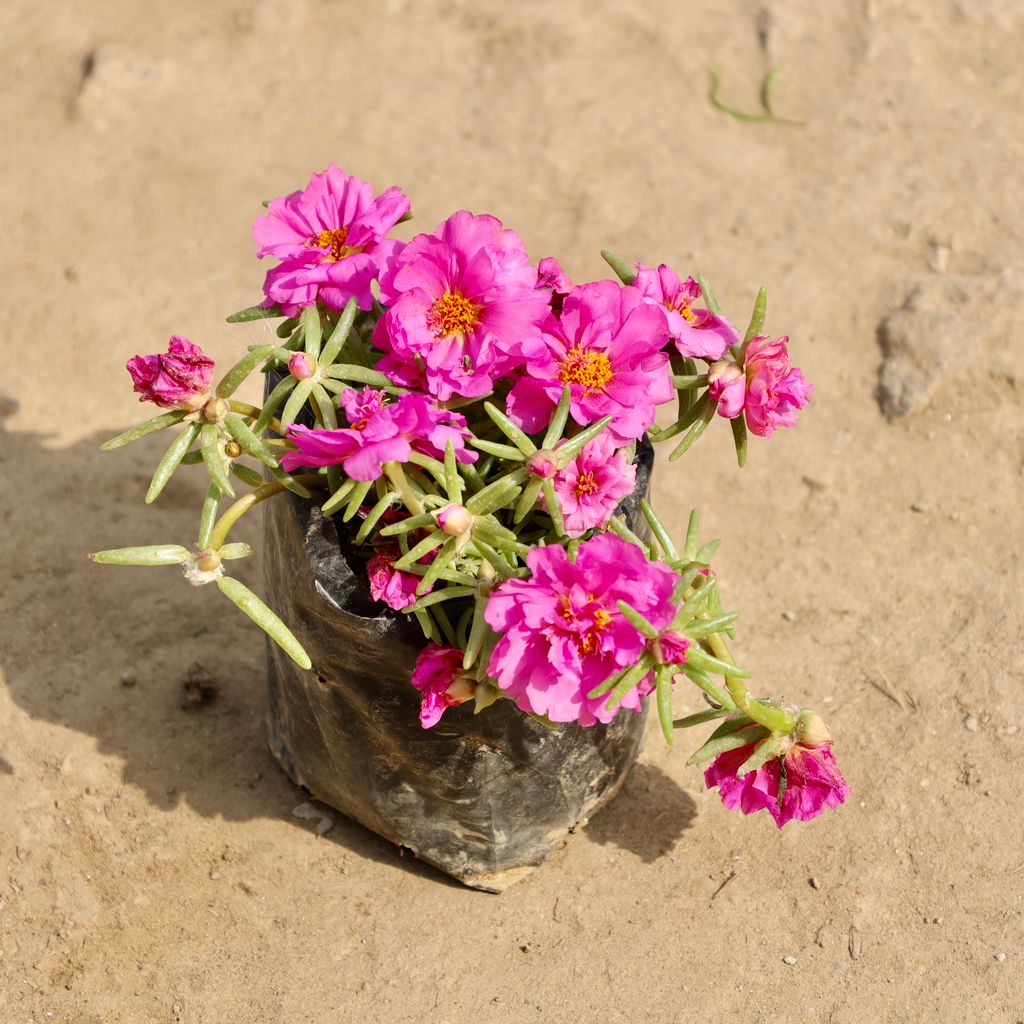 Portulaca Moss Rose (Any Colour) in 4 Inch Nursery Bag