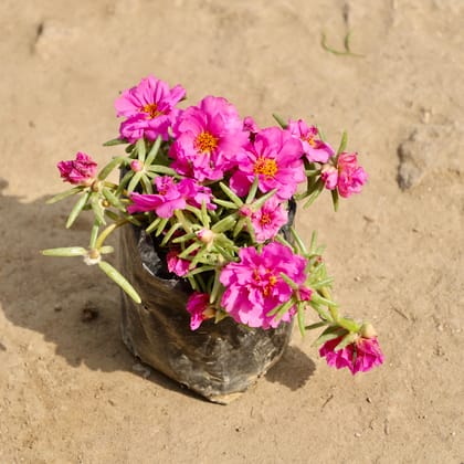 Buy Portulaca Moss Rose (Any Colour) in 4 Inch Nursery Bag Online | Urvann.com