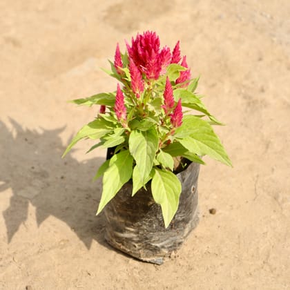 Buy Celosia / Cockscomb (Any Colour) in 4 Inch Nursery Bag Online | Urvann.com