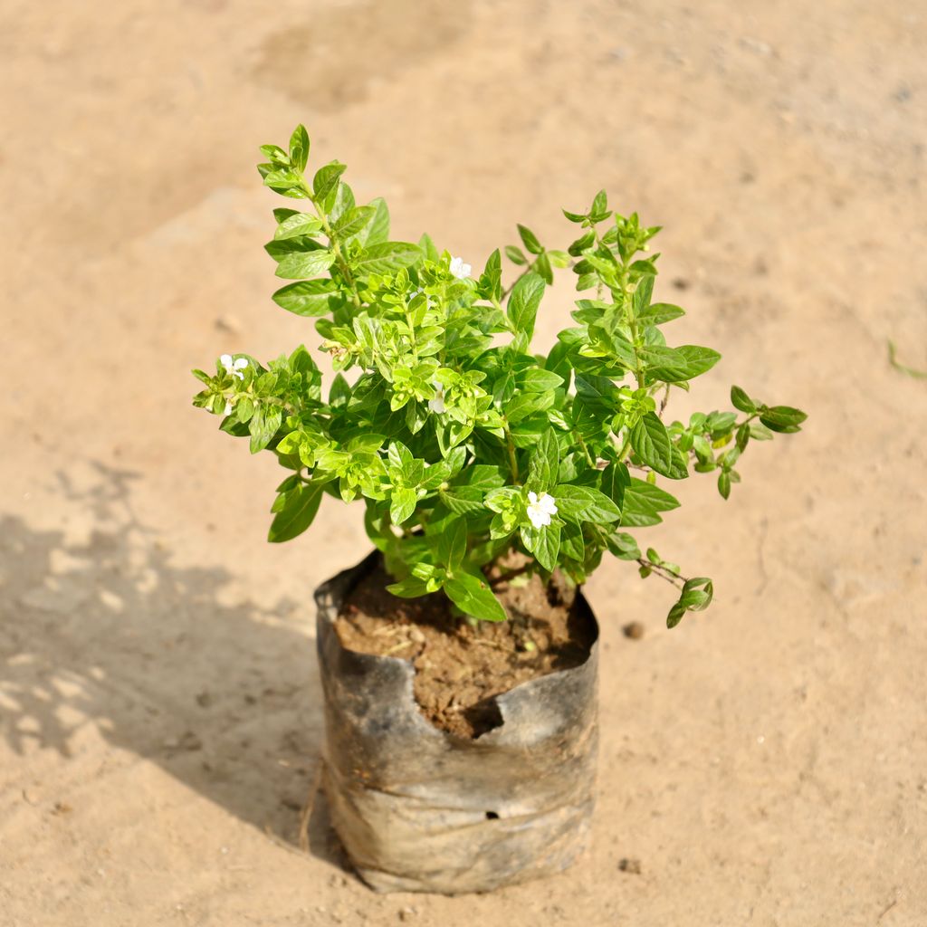 Buy Cuphea / False Heather White in 4 Inch Nursery Bag Online | Urvann.com Cuphea / False Heather White in 4 Inch Nursery Bag