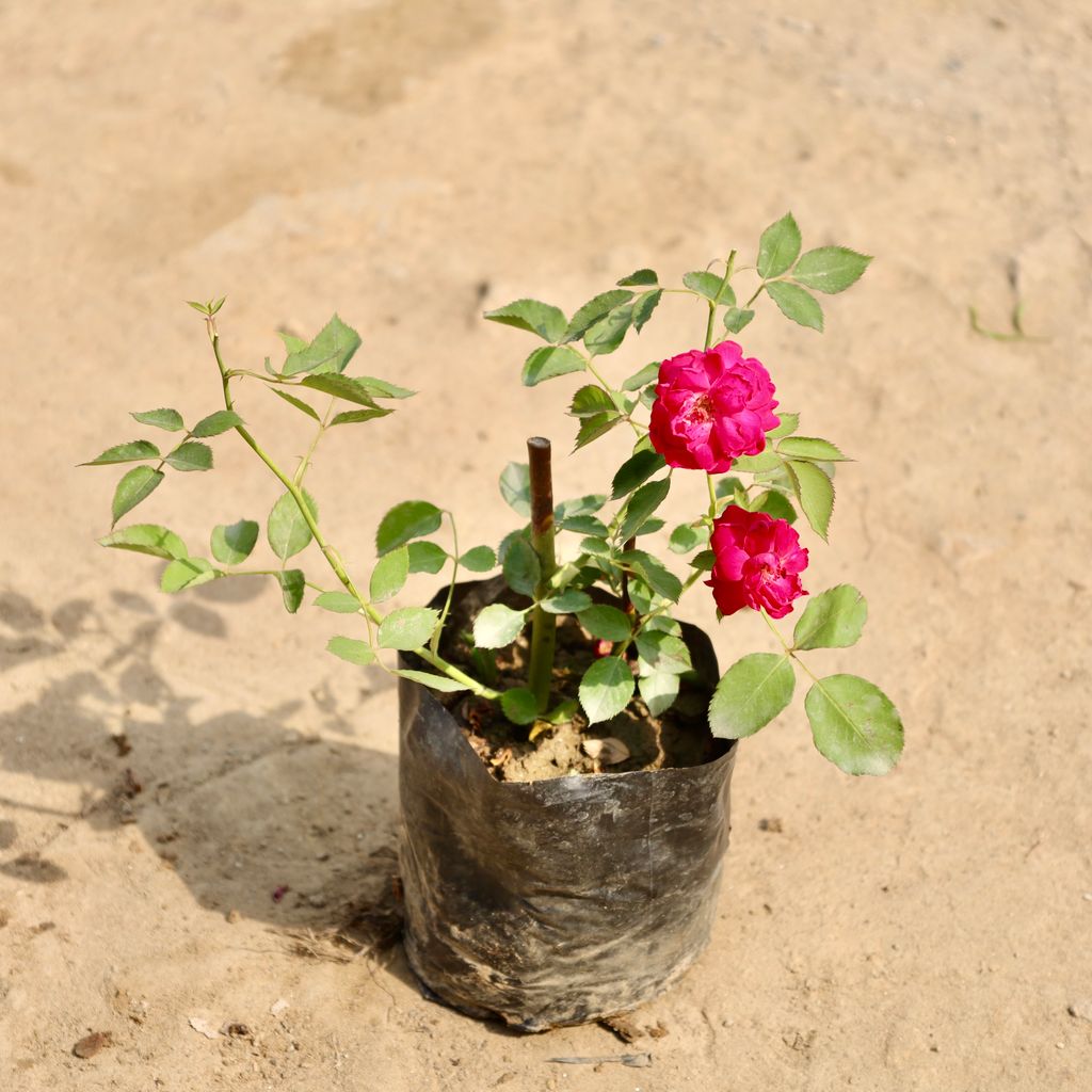 Buy Button Rose (Any Colour) in 4 Inch Nursery Bag Online | Urvann.com Desi Rose (Any Colour) in 4 Inch Nursery Bag