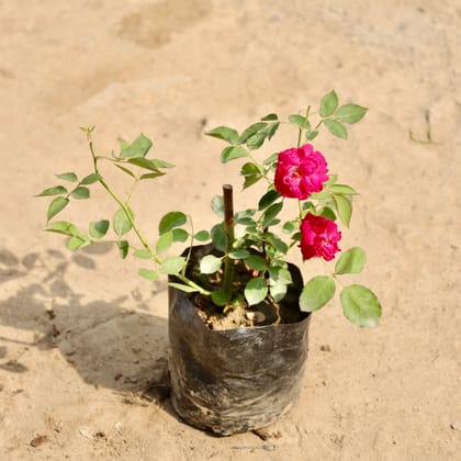 Buy Button Rose (Any Colour) in 4 Inch Nursery Bag Online | Urvann.com