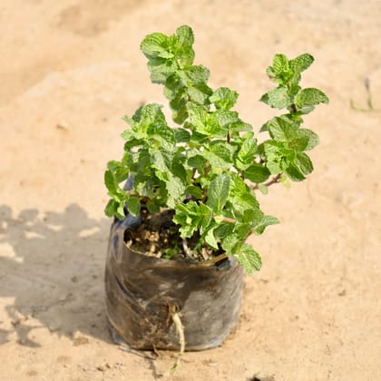 Buy Pudina / Mint in 4 Inch Nursery Bag Online | Urvann.com