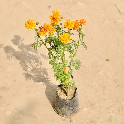 Buy Cosmos (Any Colour) in 4 Inch Nursery Bag Online | Urvann.com