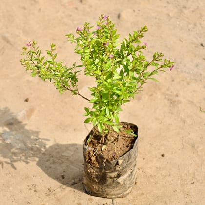 Buy Cuphea / False Heather (Any Colour) in 4 Inch Nursery Bag Online | Urvann.com