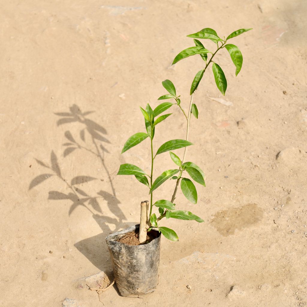 Buy Raat Ki Rani / Night Blooming Jasmine (Any Colour) in 4 Inch Nursery Bag Online | Urvann.com Raat Ki Rani / Night Blooming Jasmine (Any Colour) in 4 Inch Nursery Bag