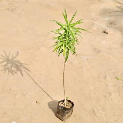 Buy Kaner / Oleander Yellow in 4 Inch Nursery Bag Online | Urvann.com