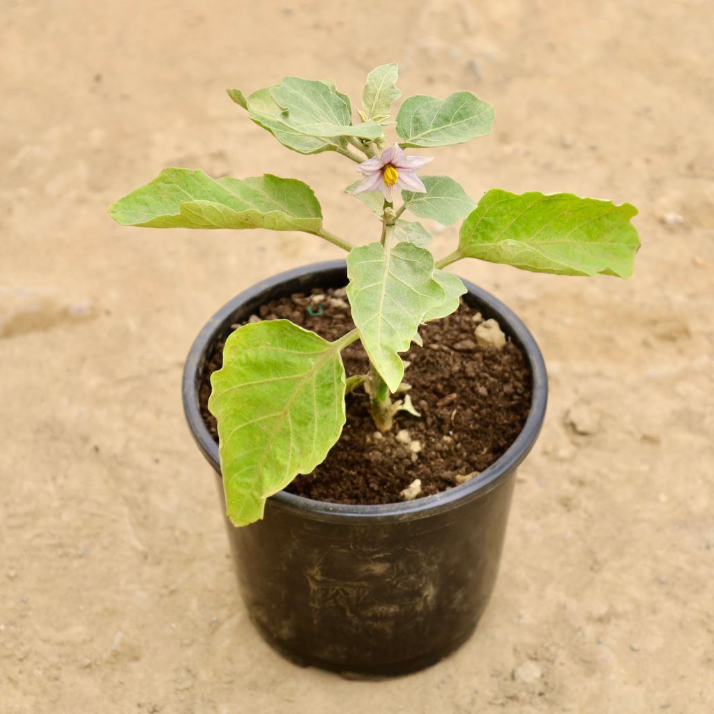Buy Brinjal / Baigan in 6 Inch Nursery Pot Online | Urvann.com Brinjal / Baigan in 6 Inch Nursery Pot