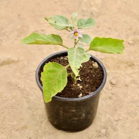 Brinjal / Baigan in 6 Inch Nursery Pot
