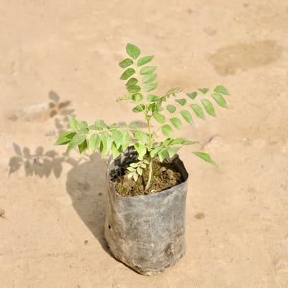 Buy Curry Patta in 4 Inch Nursery Bag Online | Urvann.com
