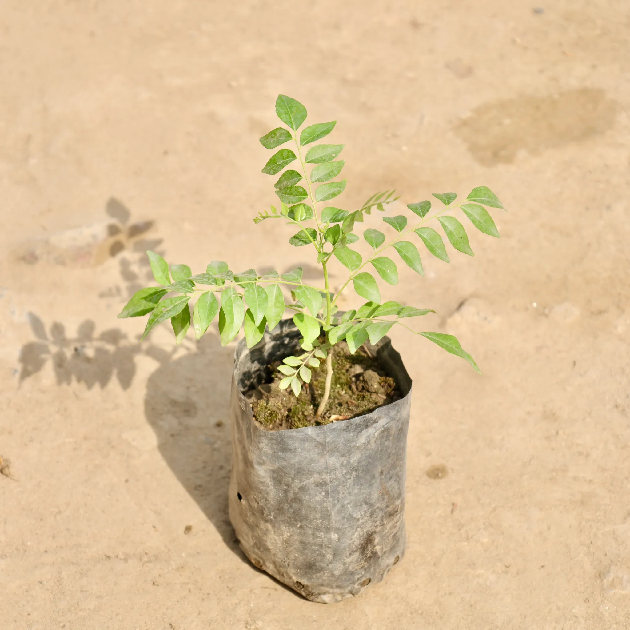 Curry Patta in 4 Inch Nursery Bag