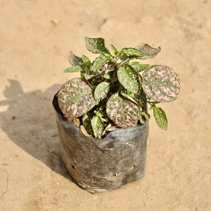 Buy Hypoestes / Polka Dot (Any Colour) in 4 Inch Nursery Bag Online | Urvann.com