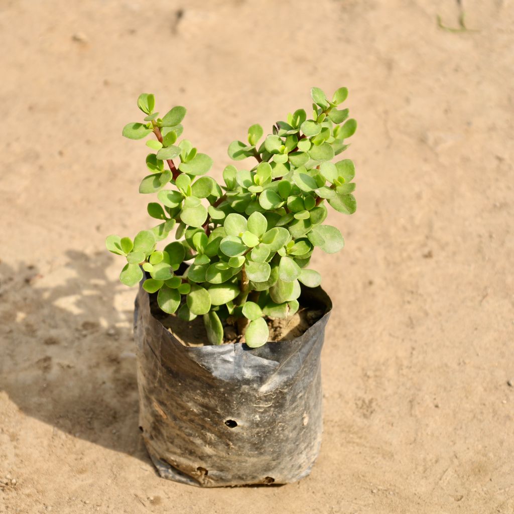 English Jade in 4 Inch Nursery Bag
