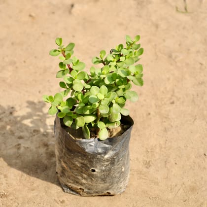 Buy English Jade in 4 Inch Nursery Bag Online | Urvann.com