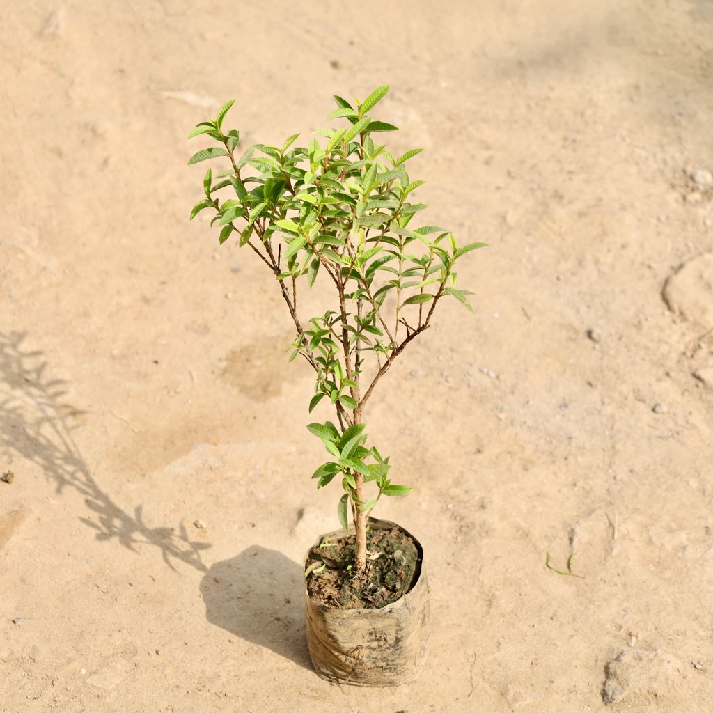 Buy China Amrood / Guava in 4 Inch Nursery Bag Online | Urvann.com China Amrood / Guava in 4 Inch Nursery Bag