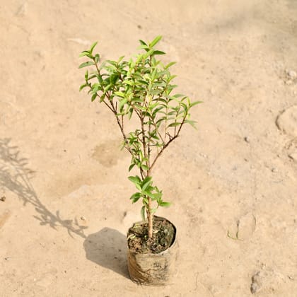 Buy China Amrood / Guava in 4 Inch Nursery Bag Online | Urvann.com