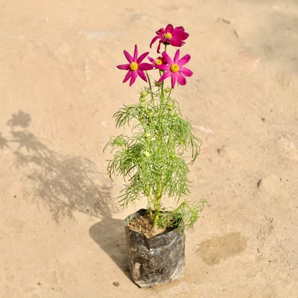 Buy Cosmos (Any Colour) in 4 Inch Nursery Bag Online | Urvann.com