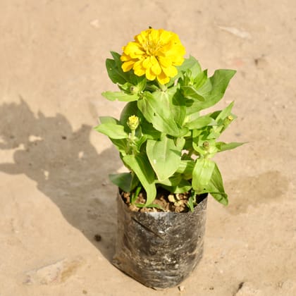 Buy Zinnia (Any Colour) in 4 Inch Nursery Bag Online | Urvann.com
