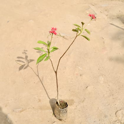 Buy Jatropha / Sunder Rupa in 4 Inch Nursery Bag Online | Urvann.com