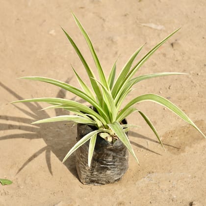 Buy Spider Plant in 4 Inch Nursery Bag Online | Urvann.com