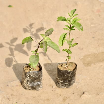 Buy Set of 2 - Rama Tulsi & Shyama Tulsi in 3 Inch Nursery Bag Online | Urvann.com