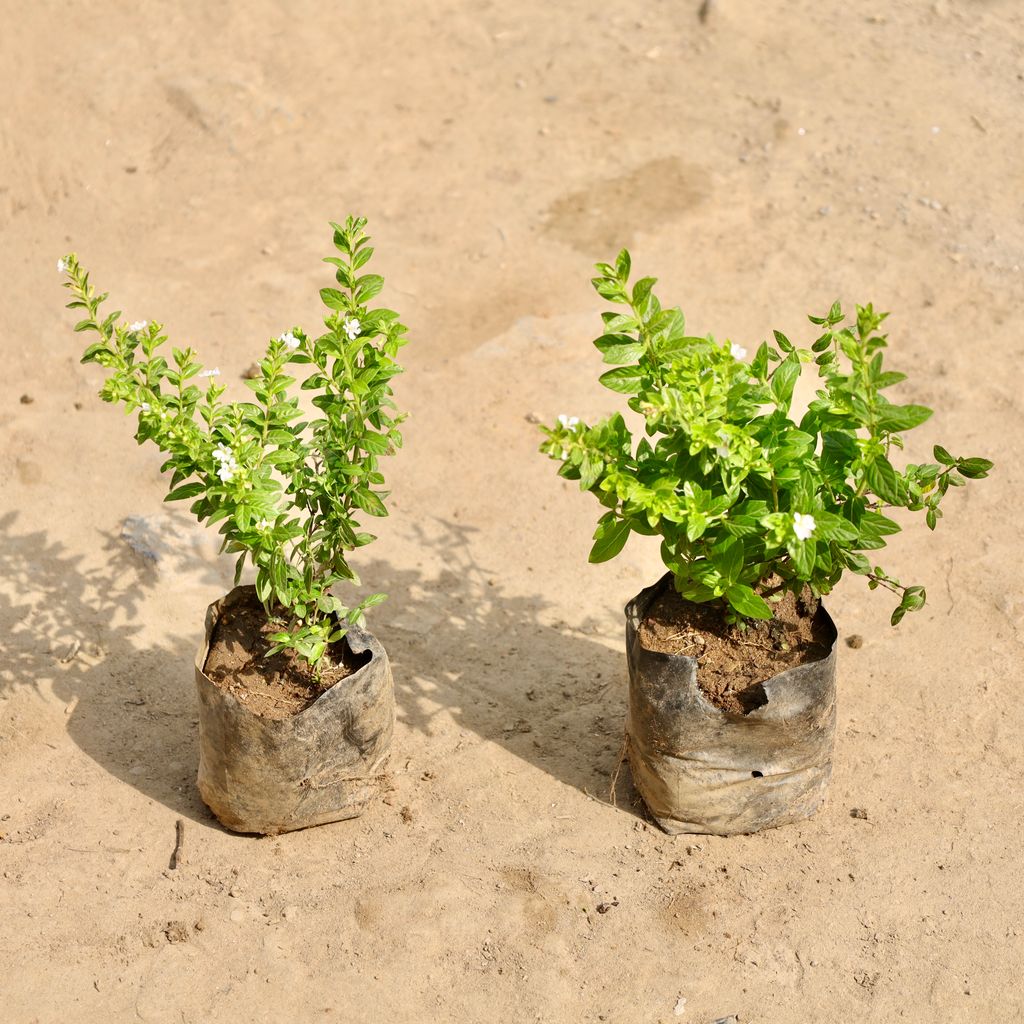 Set of 2 - Cuphea / False Heather White in 4 Inch Nursery Bag