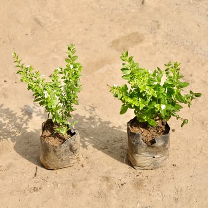 Buy Set of 2 - Cuphea / False Heather White in 4 Inch Nursery Bag Online | Urvann.com