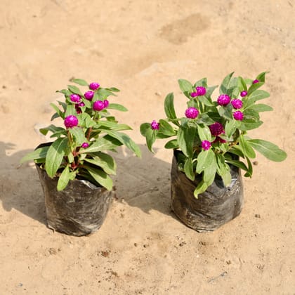 Buy Set of 2 - Gomphrena (Any Colour) in 4 Inch Nursery Bag Online | Urvann.com