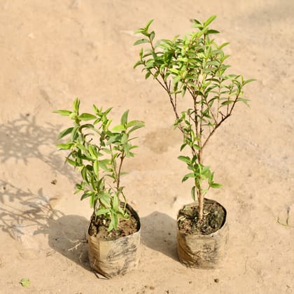 Buy Set of 2 - China Amrood / Guava in 4 Inch Nursery Bag Online | Urvann.com