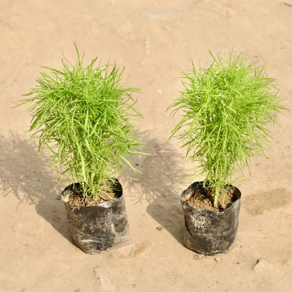 Buy Set of 2 - Kochia in 4 Inch Nursery Bag Online | Urvann.com