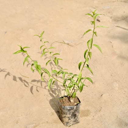 Buy Raat Ki Rani / Night Blooming Jasmine in 6 Inch Nursery Bag Online | Urvann.com