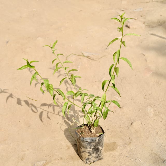 Raat Ki Rani / Night Blooming Jasmine in 6 Inch Nursery Bag
