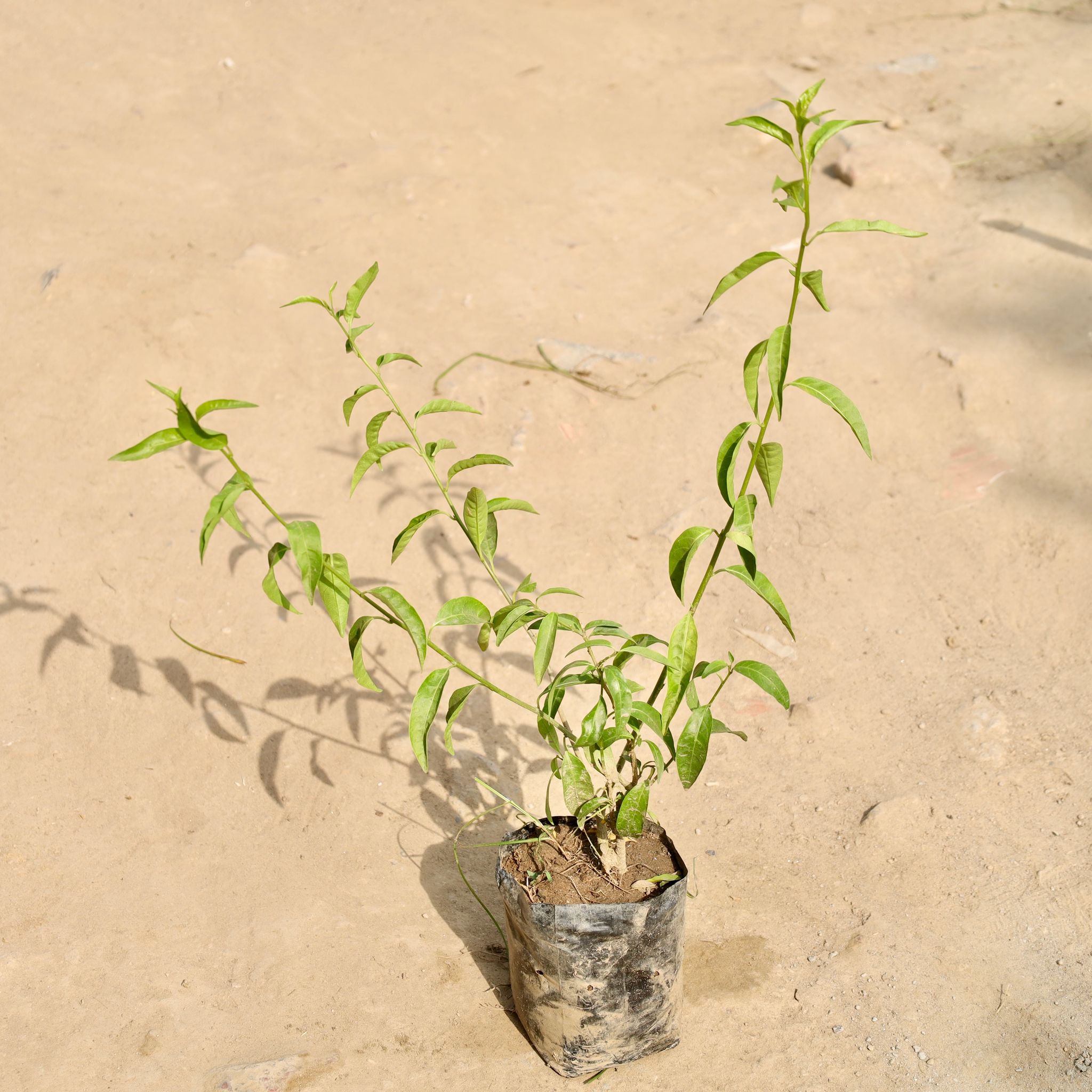 Raat Ki Rani / Night Blooming Jasmine in 6 Inch Nursery Bag