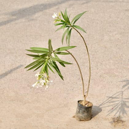 Buy Kaner / Oleander White in 6 Inch Nursery Bag Online | Urvann.com