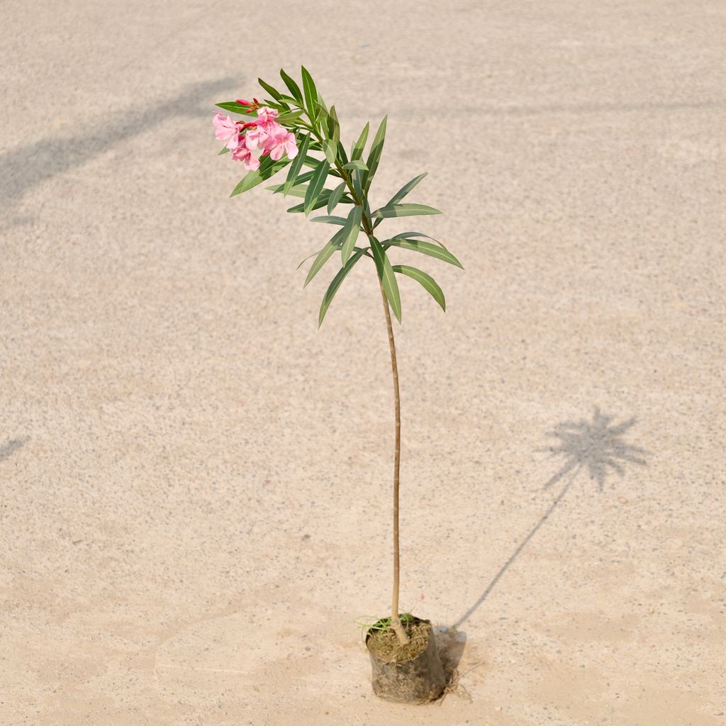 Buy Kaner / Oleander Pink in 6 Inch Nursery Bag Online | Urvann.com Kaner / Oleander Pink in 6 Inch Nursery Bag