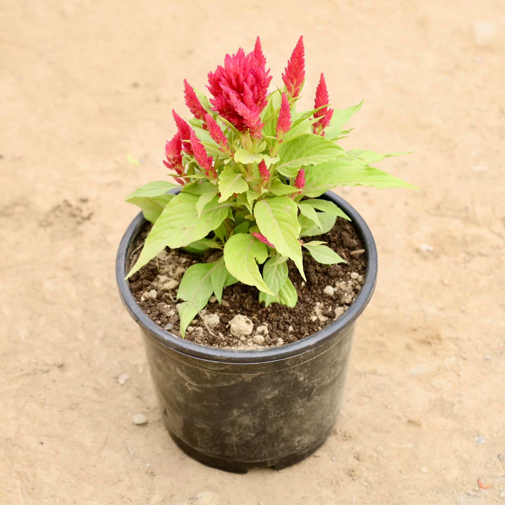Celosia / Cockscomb (Any Colour) in 6 Inch Nursery Pot