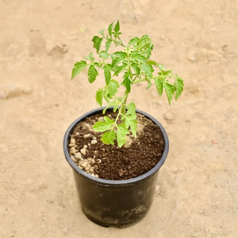 Tomato Plant in 6 Inch Nursery Pot