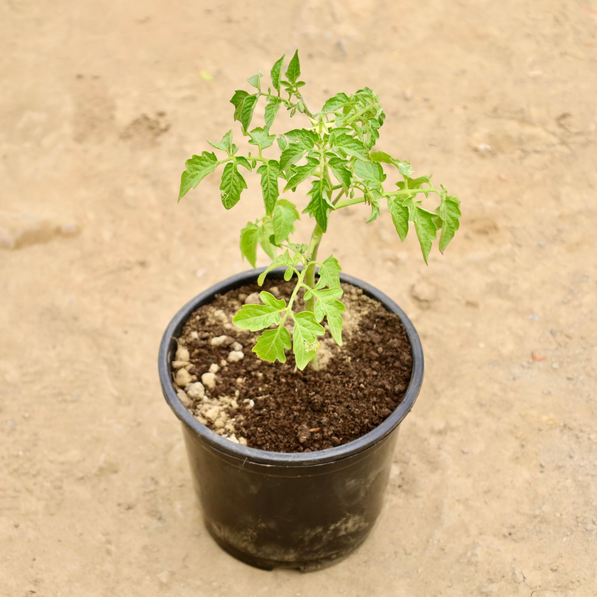 Tomato Plant in 6 Inch Nursery Pot