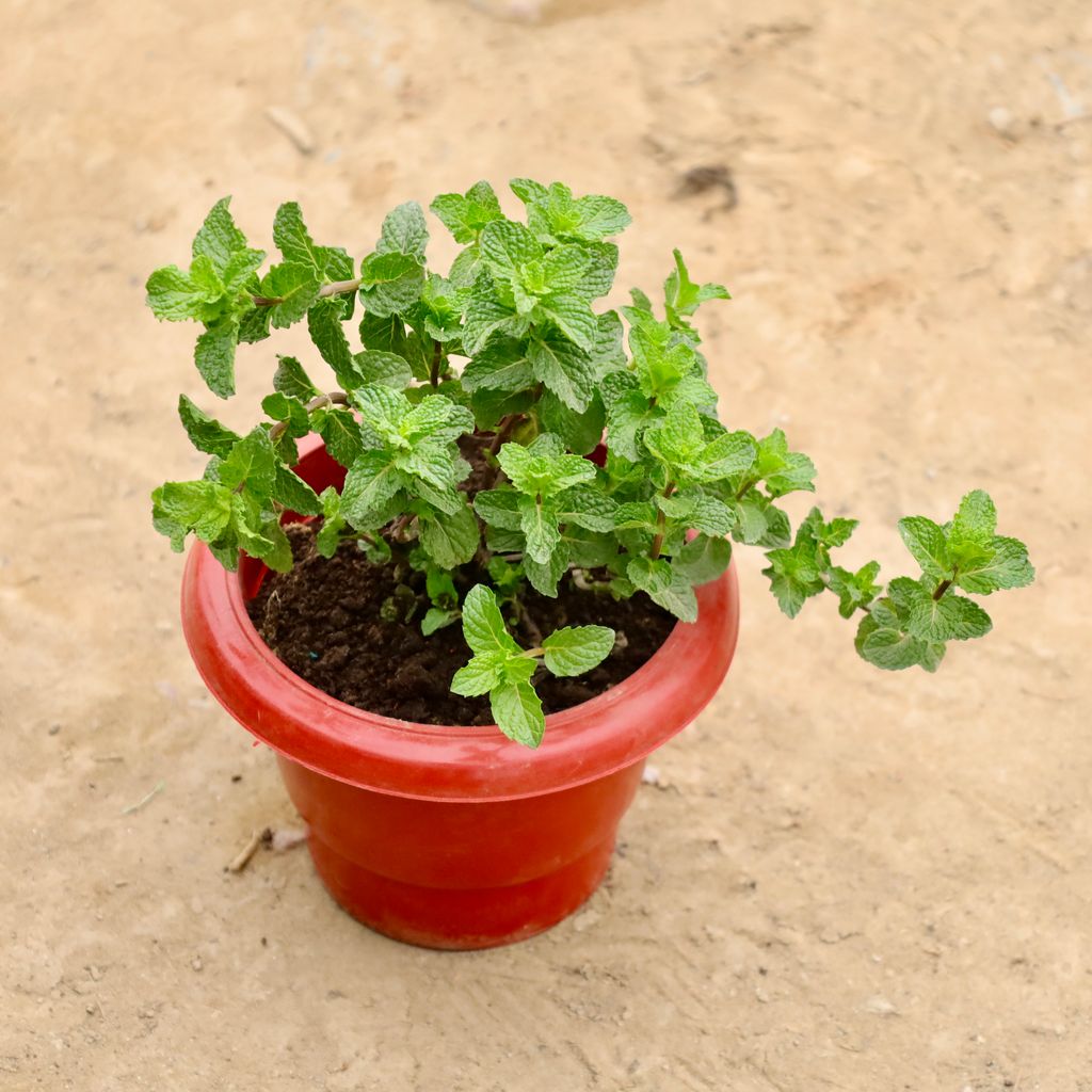 Buy Pudina / Mint in 6 Inch Red Classy Plastic Pot Online | Urvann.com Pudina / Mint in 6 Inch Red Classy Plastic Pot