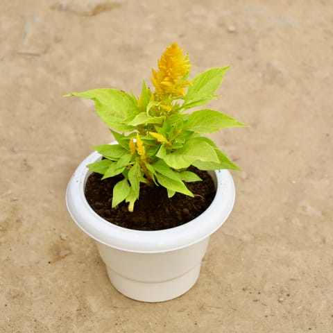 Kochia in 6 Inch White Classy Plastic Pot
