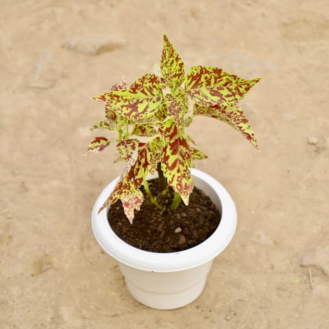 Coleus (Any Colour) in 6 Inch White Classy Plastic Pot